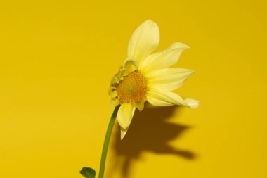 Parlak arkaplanda güzel bir çiçek, yaz konsepti, yakın görüş  