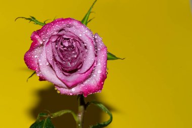 Parlak arka planda su damlaları olan güzel bir gül, yaz konsepti, yakın görüş  