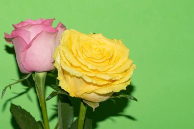 Parlak arka planda güzel güller, yaz konsepti, yakın manzara  