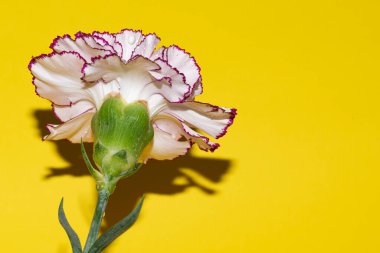 Parlak arka planda su damlaları olan güzel karanfil, yaz konsepti, yakın görüş  