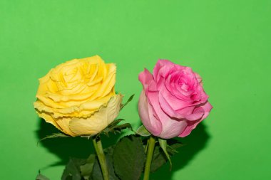 Parlak arka planda güzel güller, yaz konsepti, yakın manzara  