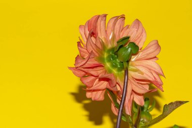 Parlak arka planda güzel çiçekler, yaz konsepti, yakın manzara  