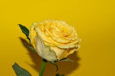 Parlak arka planda su damlaları olan güzel bir gül, yaz konsepti, yakın görüş  