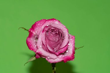 Parlak arka planda su damlaları olan güzel bir gül, yaz konsepti, yakın görüş  