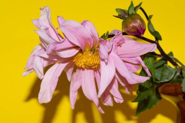 Parlak arka planda güzel çiçekler, yaz konsepti, yakın manzara  