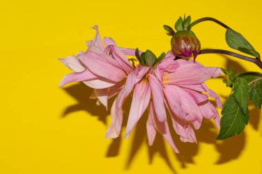 Parlak arka planda güzel çiçekler, yaz konsepti, yakın manzara  