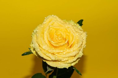 Parlak arka planda su damlaları olan güzel bir gül, yaz konsepti, yakın görüş  