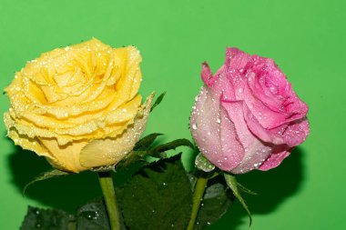 Parlak arka planda su damlaları olan güzel güller, yaz konsepti, yakın manzara  