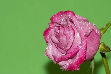 Parlak arka planda su damlaları olan güzel bir gül, yaz konsepti, yakın görüş  