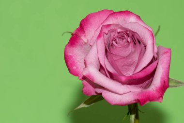 Parlak arkaplanda güzel bir gül, yaz konsepti, yakın manzara  