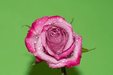 Parlak arka planda su damlaları olan güzel bir gül, yaz konsepti, yakın görüş  