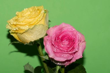 Parlak arka planda su damlaları olan güzel güller, yaz konsepti, yakın manzara  