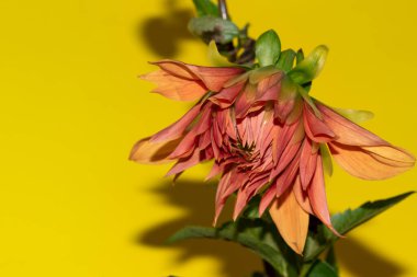 Parlak arkaplanda güzel bir çiçek, yaz konsepti, yakın görüş  