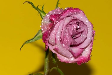 Parlak arka planda su damlaları olan güzel bir gül, yaz konsepti, yakın görüş  