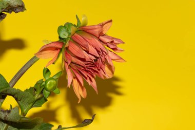 Parlak arka planda güzel çiçekler, yaz konsepti, yakın manzara  