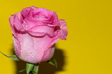 Parlak arka planda su damlaları olan güzel bir gül, yaz konsepti, yakın görüş  