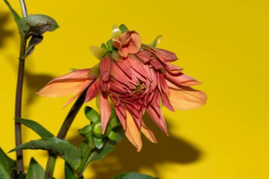 Parlak arka planda güzel çiçekler, yaz konsepti, yakın manzara  