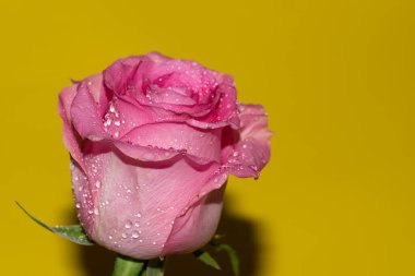 Parlak arka planda su damlaları olan güzel bir gül, yaz konsepti, yakın görüş  