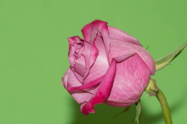 Parlak arkaplanda güzel bir gül, yaz konsepti, yakın manzara  