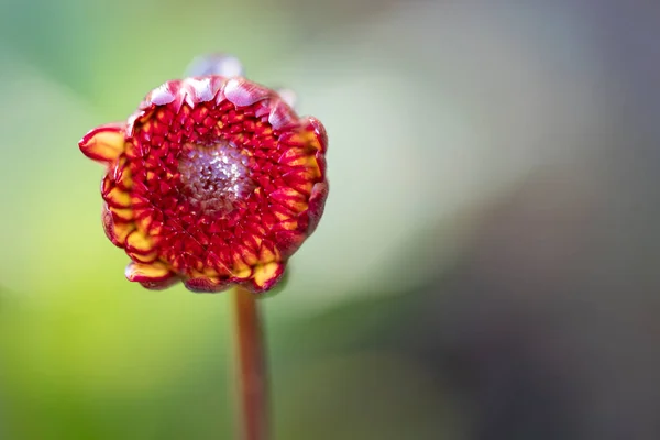 Schöne Blume Wächst Freien Garten Nahaufnahme Ansicht — Stockfoto