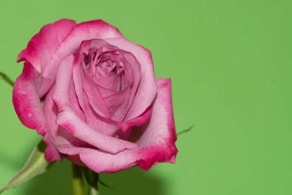 Bela Rosa Fundo Brilhante Conceito Verão Vista Perto — Fotografia de Stock