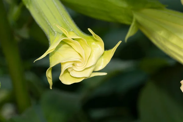 Bellissimo Fiore Che Cresce All Aperto Giardino Vista Vicino — Foto Stock