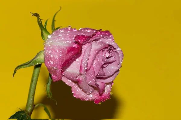 Hermosa Rosa Con Gotas Agua Sobre Fondo Brillante Concepto Verano — Foto de Stock
