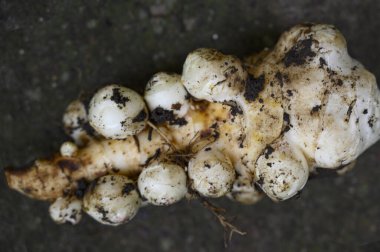 Zencefilin yere yakın çekimi 