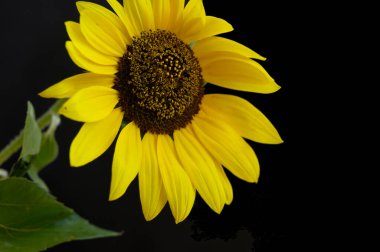 Koyu arkaplanda yağmur damlaları olan güzel ayçiçeği, yaz konsepti, yakın görüş  