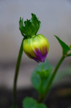 Bahçede büyüyen güzel bir çiçek, yakın çekim manzarası.