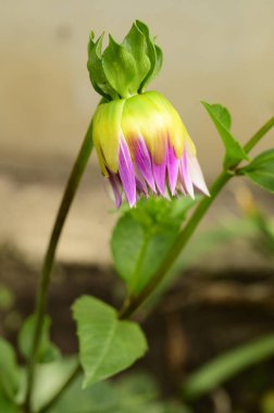 Bahçede büyüyen güzel bir çiçek, yakın çekim manzarası.