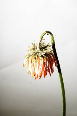 Işık arkaplanda güzel bir çiçek, yaz konsepti, yakın manzara  