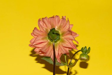 Parlak arka planda güzel çiçekler, yaz konsepti, yakın manzara  