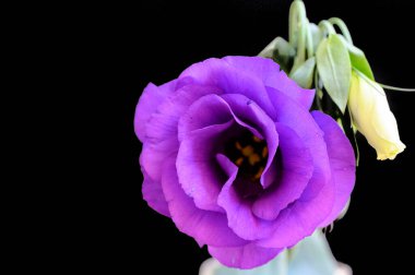 Koyu arkaplanda güzel güller, yaz konsepti, yakın manzara  