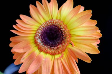 Koyu arkaplanda yağmur damlaları olan güzel Gerbera çiçeği, yaz konsepti, yakın görüş  