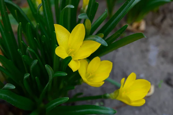 Hermosas Flores Que Crecen Aire Libre Jardín Vista Cerca — Foto de Stock