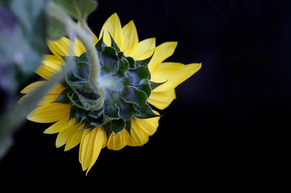 Beau Tournesol Avec Des Gouttes Pluie Sur Fond Sombre Concept — Photo