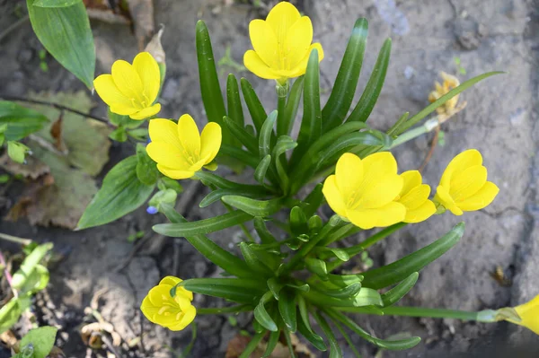 美丽的花朵生长在花园的室外 — 图库照片