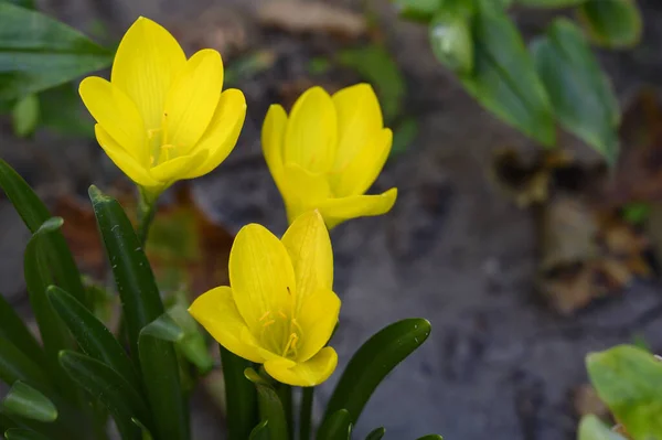 Belles Fleurs Poussant Plein Air Dans Jardin Vue Rapprochée — Photo