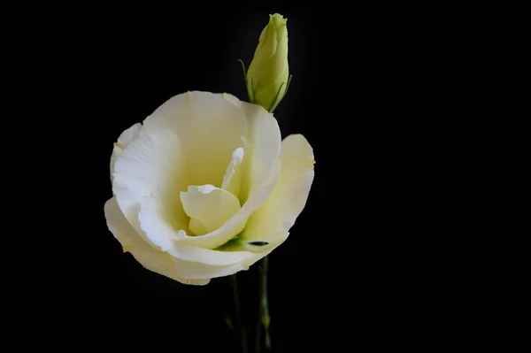 Hermosas Rosas Sobre Fondo Oscuro Concepto Verano Vista Cercana — Foto de Stock