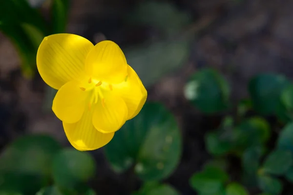 美丽的花朵生长在花园的室外 — 图库照片