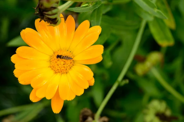 Bee Pollinera Vacker Blomma Utomhus Trädgården Närbild — Stockfoto
