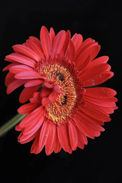 Όμορφο Λουλούδι Ζέρμπερα Σταγόνες Βροχής Σκούρο Φόντο Καλοκαιρινή Ιδέα Κοντινή — Φωτογραφία Αρχείου