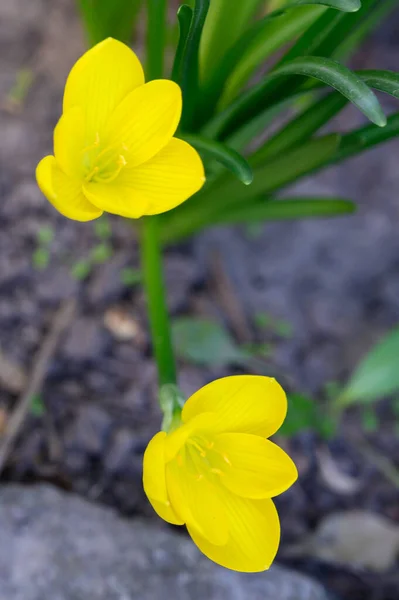 Krásné Květiny Rostoucí Venku Zahradě Detailní Pohled — Stock fotografie