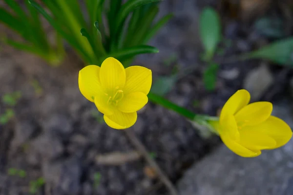 Mooie Bloemen Groeien Buiten Tuin Close Uitzicht — Stockfoto