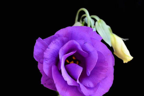 Rosas Bonitas Fundo Escuro Conceito Verão Vista Próxima — Fotografia de Stock