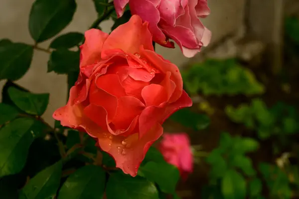 庭で屋外で育つ美しいバラを間近で見ることができ — ストック写真