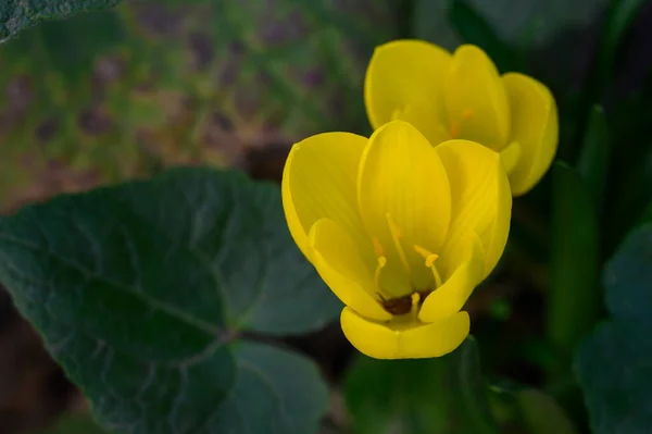 Hermosas Flores Que Crecen Aire Libre Jardín Vista Cerca — Foto de Stock