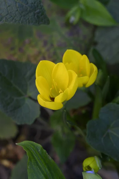 Mooie Bloemen Groeien Buiten Tuin Close Uitzicht — Stockfoto