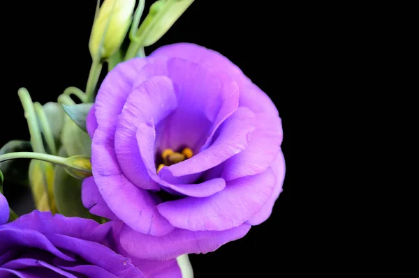 Красиві Троянди Темному Фоні Літня Концепція Близький Вид — стокове фото